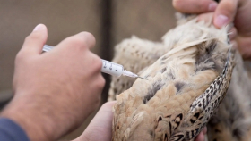 Франция начала массовую вакцинацию птиц от гриппа